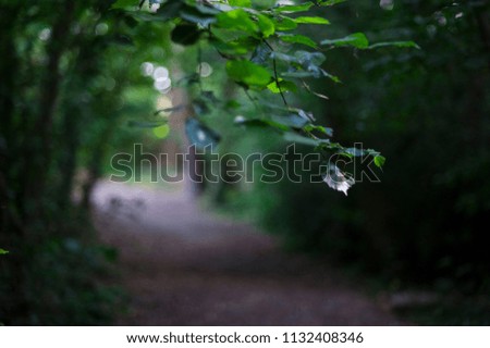 England woodlands nature forest countryside