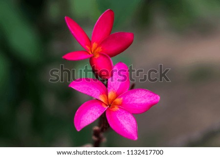 pink frangipani flowers.