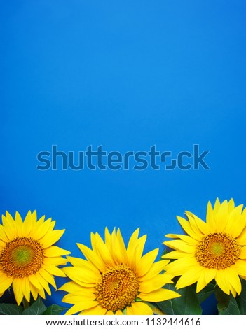 Beautiful sunflowers on blue background. View from above. Background with copy space.