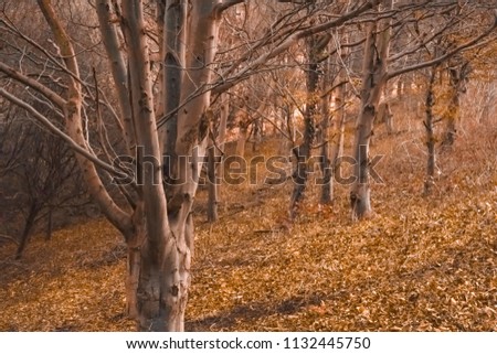 Background of trees and leaves in Autumn at Dawn time with the run rising. 