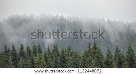 Evergreen firs, larches pines forest with fog and low clouds. Nostalgic look. Coniferous woods, Styrian mountains, Austria