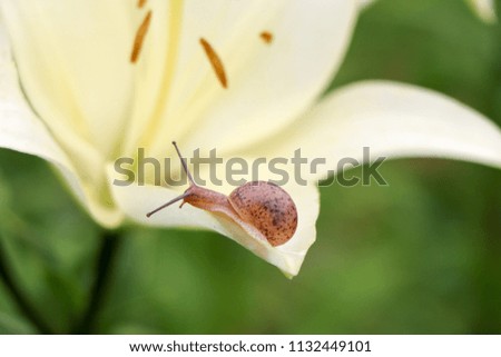 Closeup on a garden snail on delicate white lily flower.