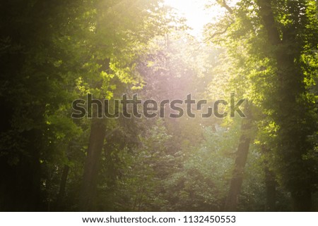 sunset / sunrise shines through the trees in the woods