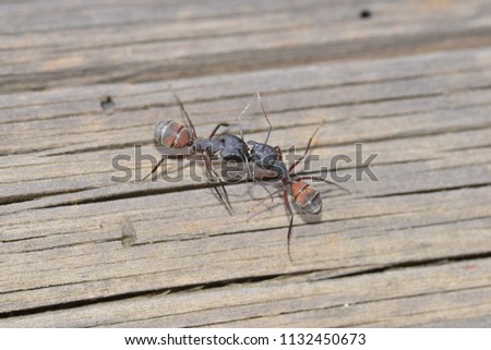 Ants fighting. The formicides, commonly known as ants, are a family of eusocial insects that, like wasps and bees, belong to the Hymenoptera order.