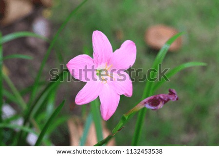Pink flowers With green leaves