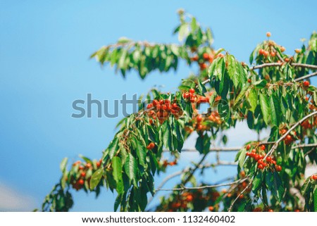 cherry or sweet cherry on the tree on blue sky background, farming