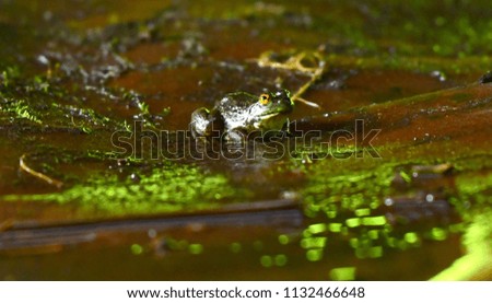 Tadpole of the frog yellow under water on background and Green lotus leaf