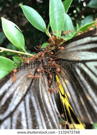 Food chain, Fire ant eat butterfly carcass