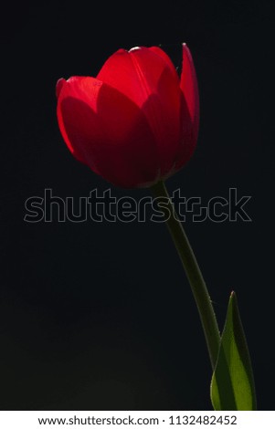 
Red tulip on black background