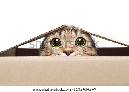 Portrait of a funny cat looking out of the box Royalty-Free Stock Photo #1132484249