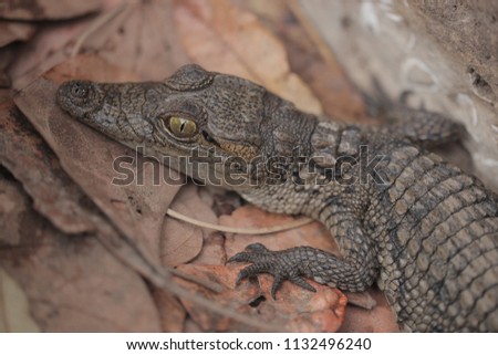 animal close up - portrait of a cute tiny baby crocodile on dried leaves in the Gambia, Africa outdoors with natural sunlight
