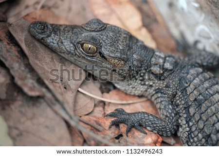 animal close up - portrait of a cute tiny baby crocodile on dried leaves in the Gambia, Africa outdoors with natural sunlight