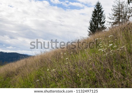 Overgrown pasture on a steep slope