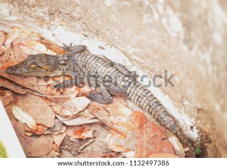 animal close up - cute tiny baby crocodile on dried leaves in the Gambia, Africa outdoors with natural sunlight in a snake farm