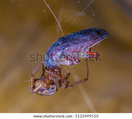 Spider feeding on a trapped beetle, wrapped in spider silk