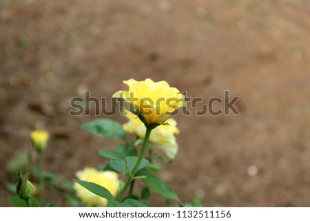 Beautiful Yellow rose in the spring garden.Yellow roses meaning Bright,cheerful and joyful create warm feelings and provide happiness.They bring you and the friendship you share the purist of colors.