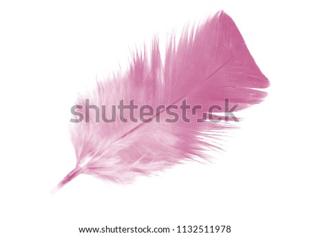 Beautiful violet - mauve mistkeys colors tone feather isolated on white background