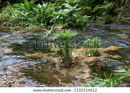 Cyperus alternifoliusThe grass has short stalks of deep underground roots. The leaves are thin green leaves. Small, white, green, tender, long, light green foliage with ornamental leaves. Royalty-Free Stock Photo #1132514612