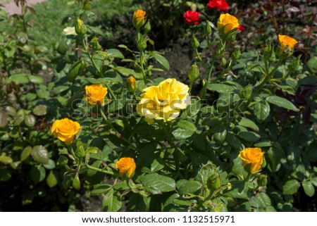 Garden yellow rose flower on background of green grass. flowers. Amazing yellow rose. Soft selective focus
