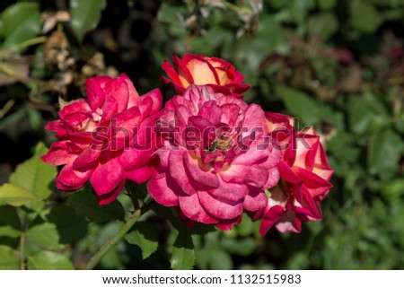 Garden red rose flower on background of green grass. flowers. Amazing red rose. Soft selective focus

