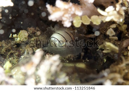 Sea Slug _ Hydatina amplustre