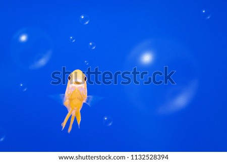 Colorful fish on underwater background with bubbles. Freedom concept.