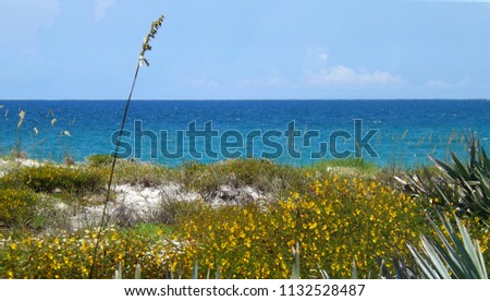 The view from the nature hike boardwalk in the town of Ponce Inlet, Florida.  The view shows the Atlantic Ocean, the beach sand dunes, sea oats, saw palmetto, and partridge pea yellow wild flowers.