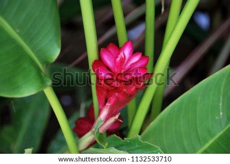 Zingiber officinale Roscoe The rhizome is called rhizome. And the cumulative food is red, the leaves are in the middle of the leaves, flowers are stacked. Petals are bright red Royalty-Free Stock Photo #1132533710