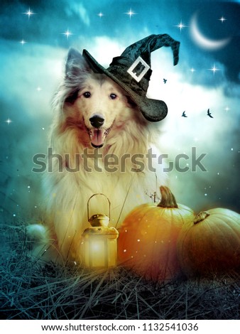 Collie dog with witch hat decorated with halloween pumpkins