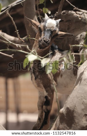 vertical photography of an young brown and black goat eating tree green leaves, standing on a brick wall, outdoors in a village in the Gambia, Africa on a sunny day during dry season
