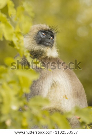 Close up of Indian Langur monkey in all its intrigue at Nagarahole national park/forest. Wildlife photography. Monsoon greens. Amazing mammal. Colorful. Wilderness of Karnataka, India. Coorg/Madikeri