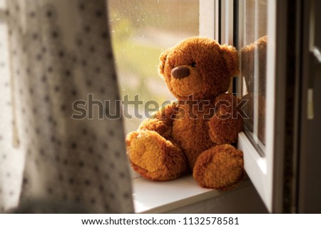 Teddy bear looking from window happy holiday picture sundown calm