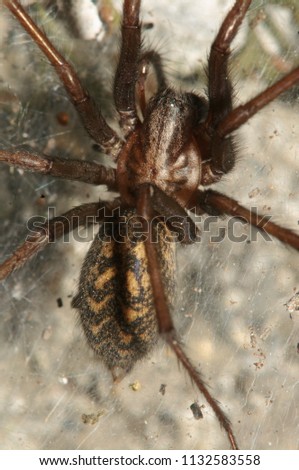 Tegenaria sp.; house spider on dry-stone wall in Berschis