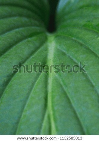 Wet leaves of Hosta