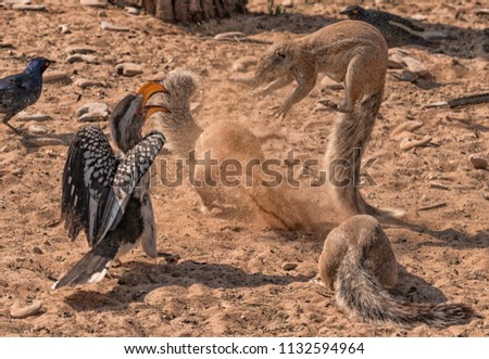 Ground squirrel in a food fight