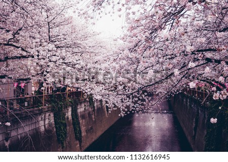 Cherry Blossoms in Tokyo, Japan, Sakura, Spring, beautiful pink, streets