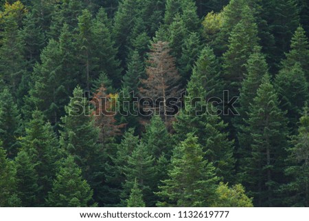 Pine forest view in Valla Canyon, Kastamonu Turkey.