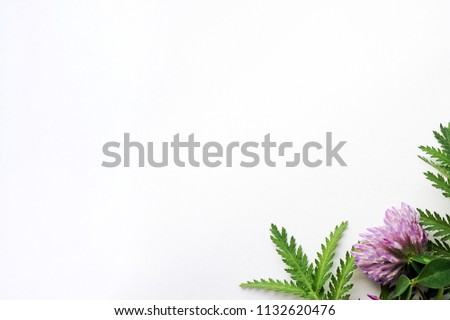 Copy space of green leafs and pink clover flower on white background From above foliage space for text   