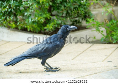 Crow is standing on the street
