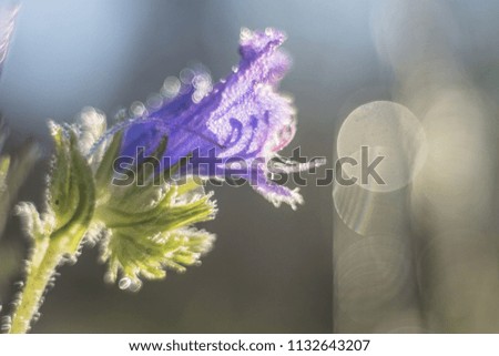 Soft focused image of flower