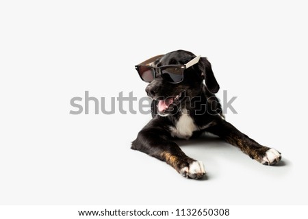Dog wearing sun glasses