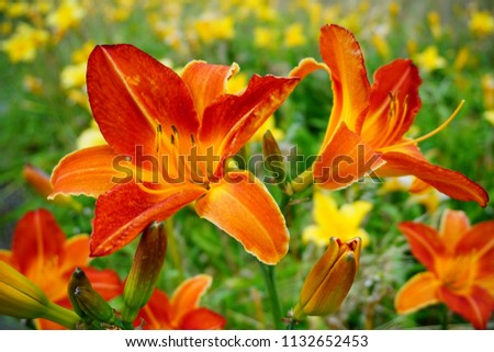 Flowering Day-lily flowers (Hemerocallis flower),  closeup in the sunny day. Hemerocallis fulva. The beauty of decorative flower in garden .Soft focus Royalty-Free Stock Photo #1132652453