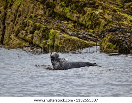 Seal in Puffins island