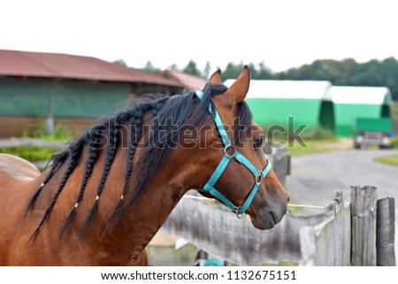 Head of a horse