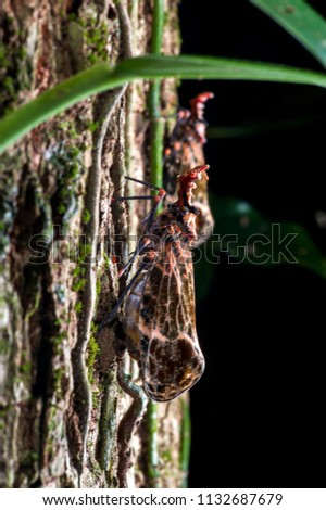 Cicada photographed in the city of Cariacica, Espirito Santo, Southeast of Brazil. Atlantic Forest Biome. Picture made in 2012.