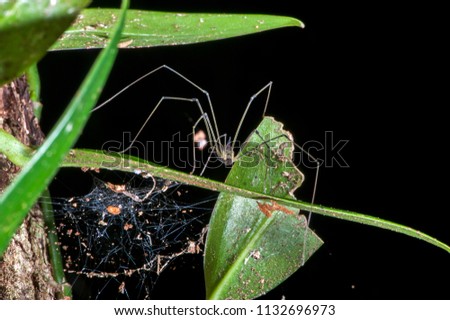 Opiliones photographed in the city of Cariacica, Espirito Santo, Southeast of Brazil. Atlantic Forest Biome. Picture made in 2012.