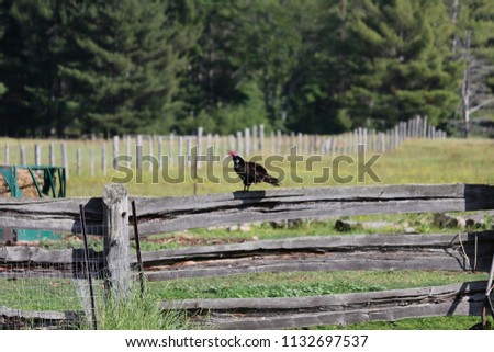 resting turkey vulture 