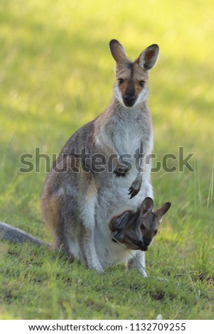 Wallaby with a big baby in her pouch