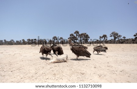 wide angle shot of a bright atlantic beach , with a group of huge brown vultures, with blue clear sky and palm trees on the background, with natural light outdoors, in the Gambia, Africa