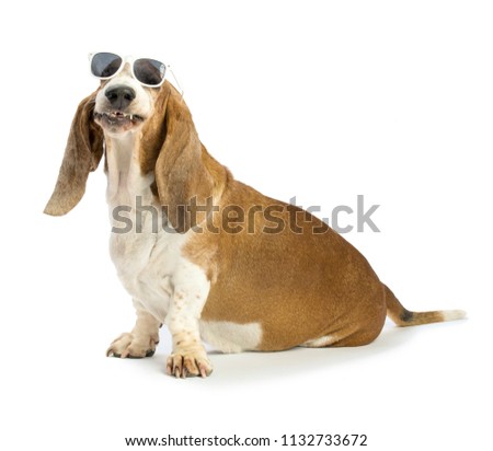 Basset hound with white sun glasses on white background